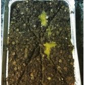 Quibes assados recheados diversos sabores